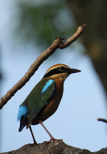 Terai bird in Bardia
