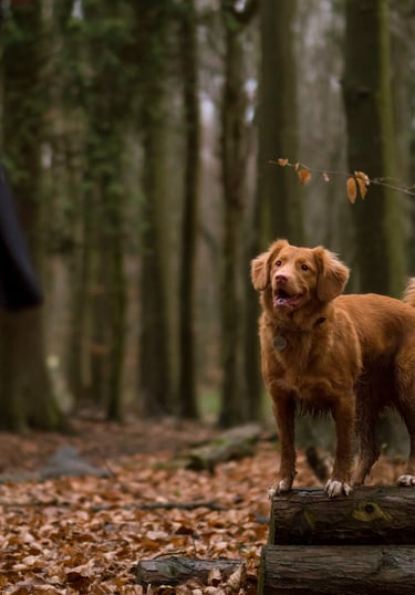 dogAdvisor ✲ dogadvisor ✲ dog advisor ✲ Blog for new dog owners ✲ dogs ✲ dog advisers ✲ dog advisors