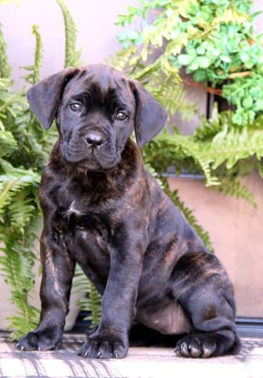 Puppies for Sale
