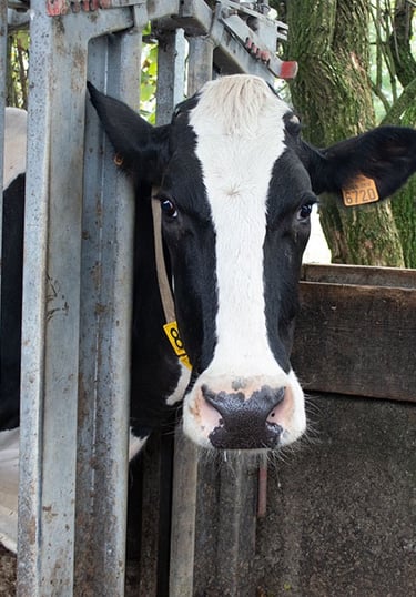 a cow with a yellow tag on it's neck