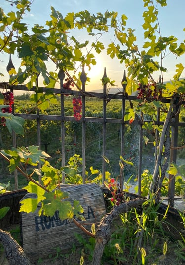 tramonto Valpolicella in cantina Valentina Cubi per MyVinapp