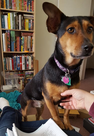 Cute dog, Rudy, asking to "help" grade. Picture of dog standing near pile of papers and red pen
