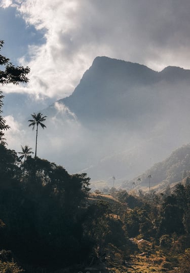 Cocora Valley outside of Salento in Colombia