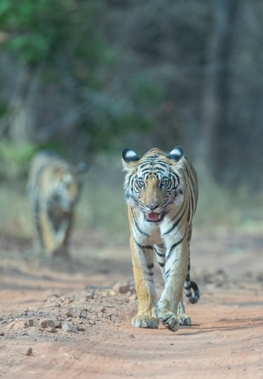 Head On Tiger Subadults - Book Safaris in India