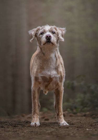 a rescue dog looking into the camera for a yorkshire pet photographer uk