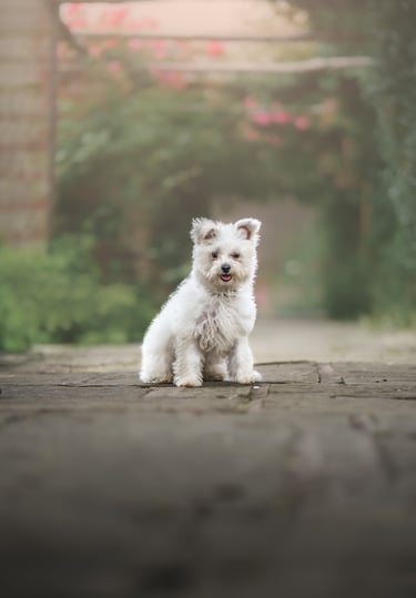 a bichon frise puppy posing for the camera for her puppy photoshoot