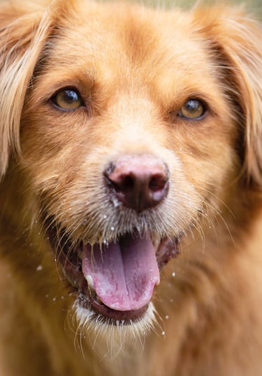 Cachorro peludo brincando, na ONG Instituto Caramelo