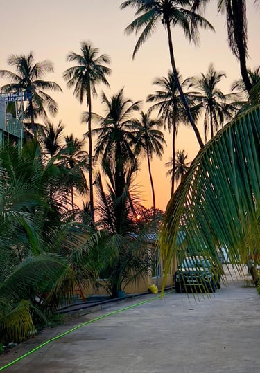 Family weekend picnic place near Surat: Sunset through towering palm trees, casting warm glow over the landscape