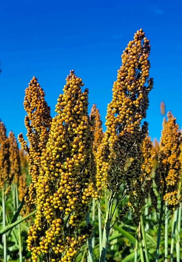 Plantação de Sorgo - Fazenda Iowa Mato Grosso