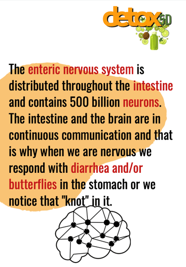 The enteric nervous system is distributed throughout the intestine