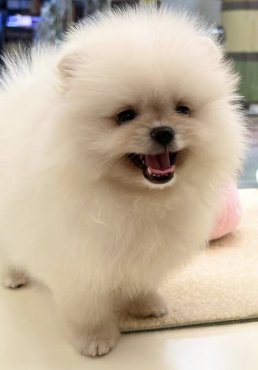 pomeraniaenadopcionespana