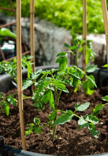 Young tomato plants growing in a container with bamboo stakes for vertical support.