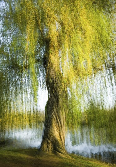 Large weeping willow tree with a gnarled trunk and green leaves by a lake.