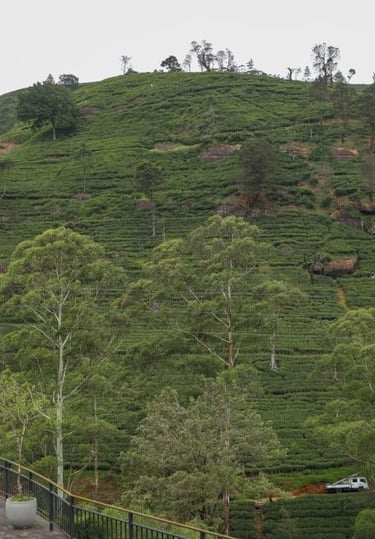nuwara-eliya-damro-tea-factory