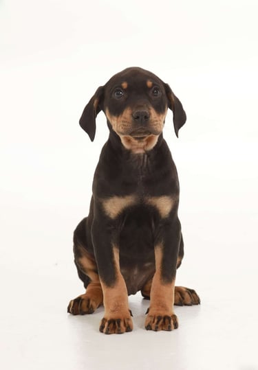 Puppies for Sale 