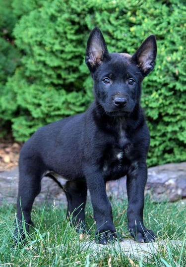 Puppies for Sale 