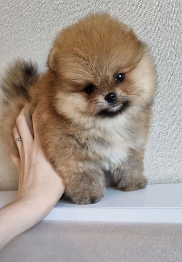 Teacup Pomeranian Puppies for Sale 