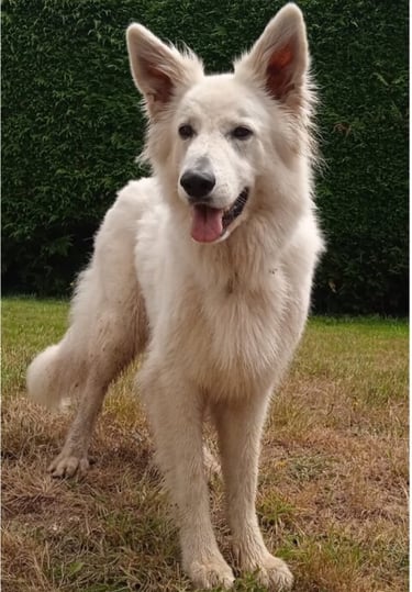 photo d'un chien berger blanc suisse