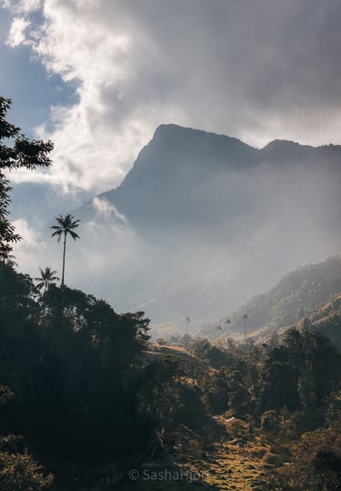 Cocora Vally in the morning, Salento in Colombia