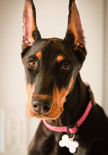 Portrait of Vixen the doberman and Zero to Hero K9 Mascot