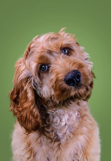 london pet photographer
