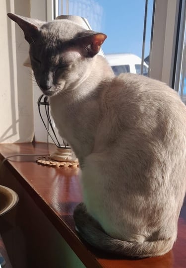 Midshire Siamese Rescue Cat