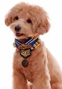 apricot-maltipoo-dog