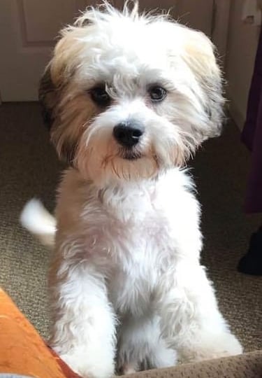 Smart Healthy Mall-Shi Dog on hind legs leaning on Sofa