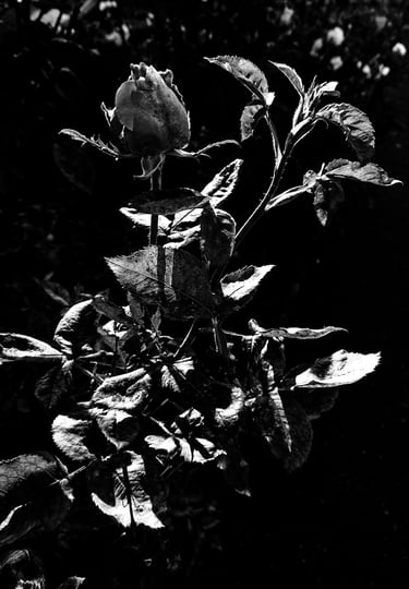 Rose. Sony Xperia XZ Premium