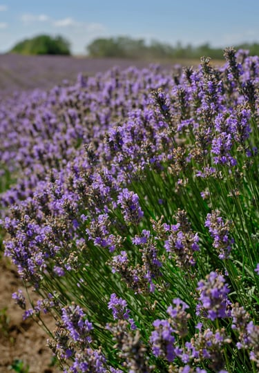 Lavandula Angustifolia grown in Bulgaria, source of Hyra's lavender essential oil and water
