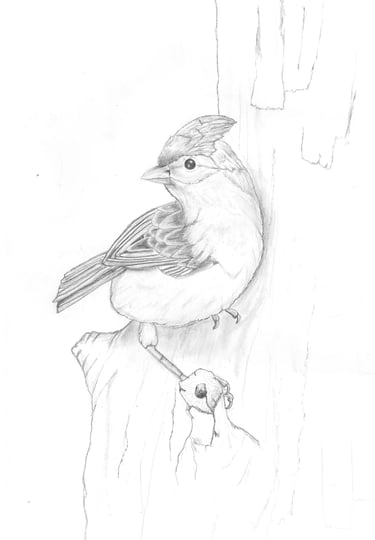 a drawing of a bird sitting in a tree