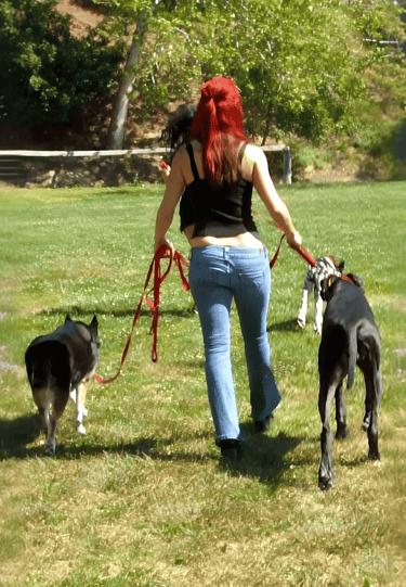 Dog rescuer and animal advocate Lacey Sculls exercising a group of dogs