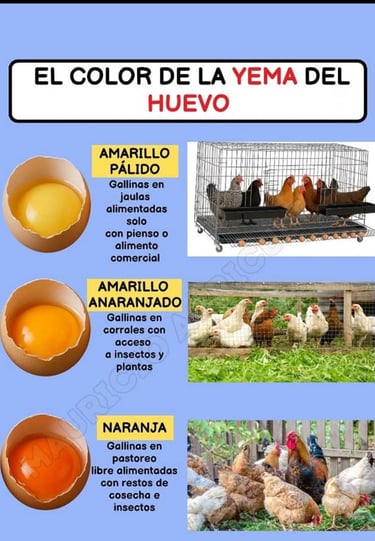a poster with a picture of a chicken in a cage