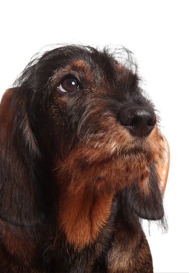  TKEL veterinario a domicilio  en Espartinas Sanlúcar umbrete olivares salteras valencina de la concepción tomares Gines Borm