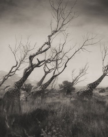 Oriol Jolonch. Fotografía contemporanea