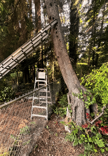 A leaning tree creating danger needs to be removed in Snohomish County, WA