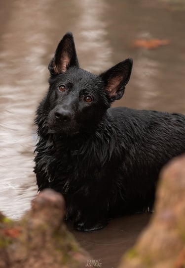 photographe animalier lyon chien photographie