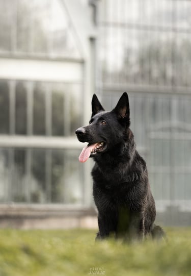 portrait animalier lyon