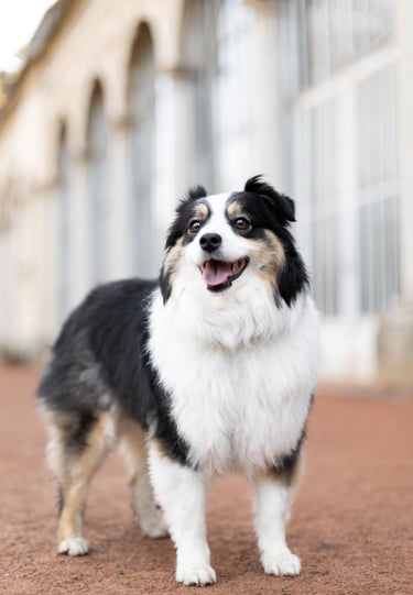 photographe animalier lyon chien photographie