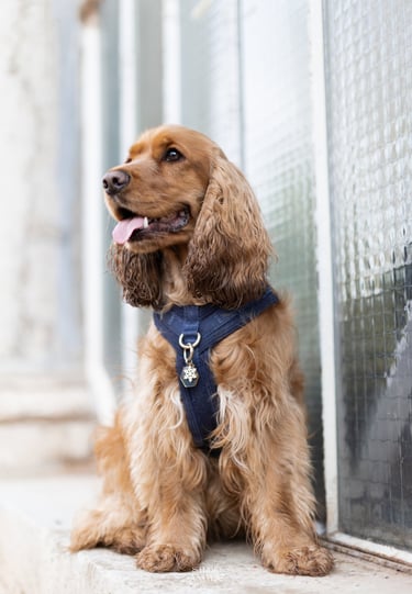 photographe animalier lyon chien photographie