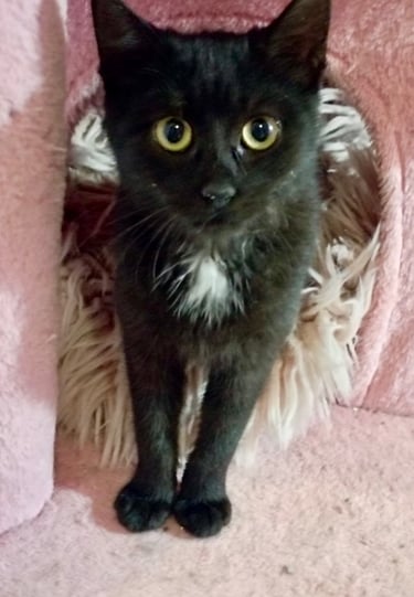 Vorbereitung zur Ausreise-Katzen-Adoption-EU Länder