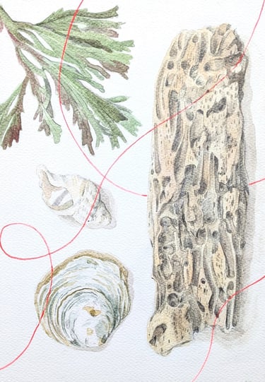 drawing of worm eroded wood, discarded fishing line. green seaweed and shells