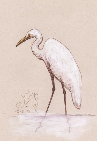 Estudo de desenho clássico do Jaum explorando a luz sobre uma garça em 2025