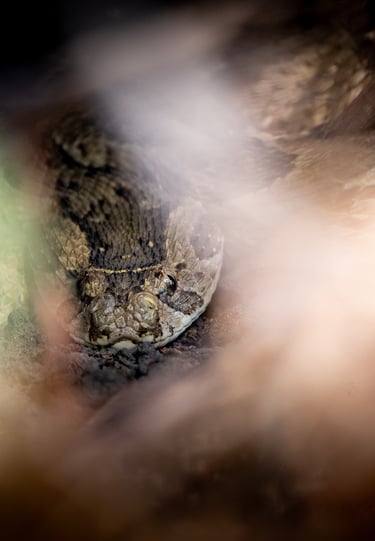 a close up of a snake. puff adder 