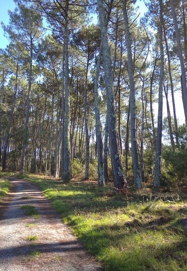 photo d'une forêt Landaise