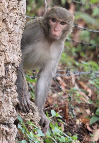 macaque on the lookout