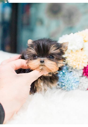 Puppies for Sale 