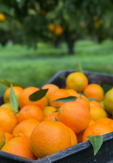 Kiste Clementinen auf unsere Clementinenplantage