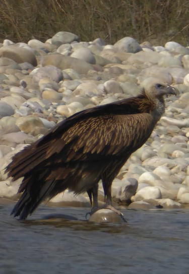 voltur in bardyia jungle