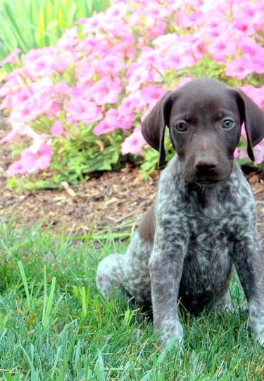 Puppies for Sale 